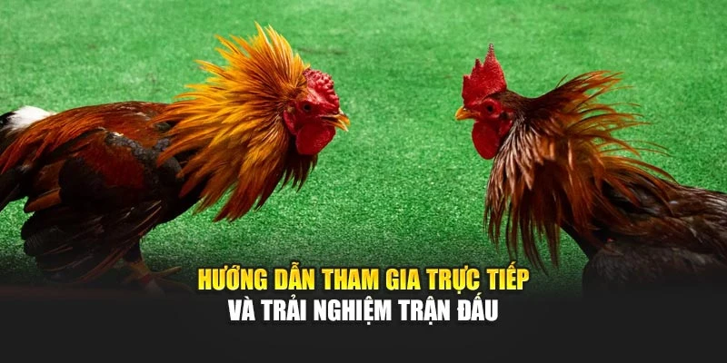Hướng dẫn tham gia trực tiếp và trải nghiệm trận đấu