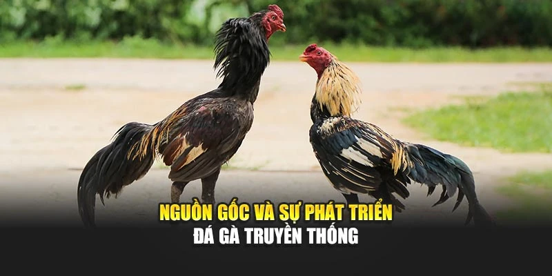 Nguồn gốc và sự phát triển đá gà truyền thống